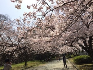 桜3.jpg