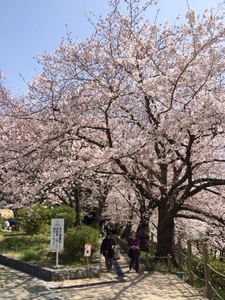桜5.jpg