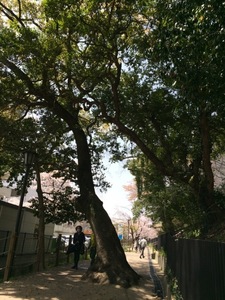 桜6.jpg