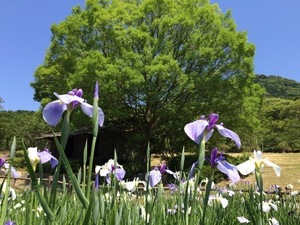 菖蒲1.jpg