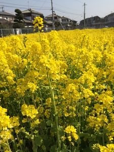 菜の花.jpg